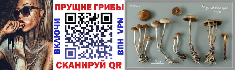 Галлюциногенные грибы Magic Shrooms  blacksprut ссылка  Шагонар 